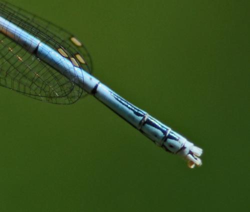 Platycnemis pennipes